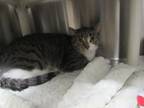 Adopt LILY a Domestic Short Hair