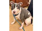 Adopt DOTTIE a Pit Bull Terrier, Mixed Breed