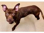 Adopt BROWNIE a Labrador Retriever, Pit Bull Terrier