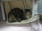 Adopt DAISY a Domestic Short Hair