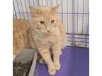 Adopt Trouble a Domestic Short Hair