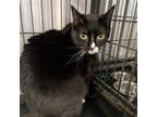 Adopt Sage a Domestic Short Hair