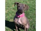 Adopt AMELIA THERMOPOLIS a Plott Hound