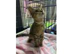 Adopt Viv a Domestic Short Hair