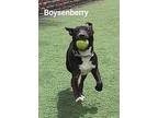 Adopt Boysenberry a Cattle Dog, Labrador Retriever