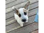 Adopt Ada May a Australian Cattle Dog / Blue Heeler