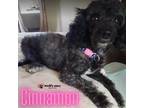 Adopt Cinnamon - No Longer Accepting Applications a Poodle