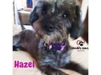 Adopt Hazel - No Longer Accepting Applications a Silky Terrier, Poodle