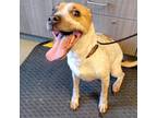 Adopt Harley Quinn a Cattle Dog, Jack Russell Terrier