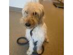 Adopt River a Wirehaired Terrier