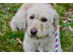 Adopt Mandy a Labrador Retriever, Poodle