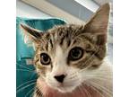 Adopt Nugget a Domestic Short Hair