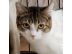 Adopt Biscuit a Domestic Short Hair