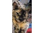 Adopt Jazzi a Domestic Short Hair