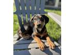 Adopt Karen a Doberman Pinscher