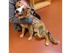 Adopt Harvest a Australian Shepherd, German Shepherd Dog