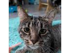 Adopt Wildflower a Domestic Short Hair