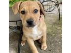 Adopt Lily a Labrador Retriever, Terrier