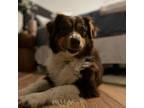 Adopt Cinch a Australian Shepherd