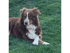 Adopt Reba a Australian Shepherd