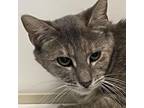 Adopt Hyaku a Domestic Short Hair