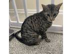 Adopt Rhythm a Domestic Short Hair