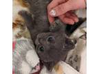 Adopt Peep a Chartreux
