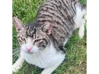 Adopt Nosey a Domestic Short Hair