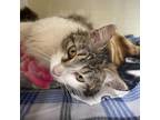 Adopt Lilly a Domestic Long Hair