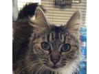 Adopt Tiger Lilly a Maine Coon