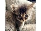 Adopt Tinker a Maine Coon