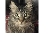 Adopt Matinee a Maine Coon