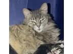 Adopt Shady a Domestic Long Hair