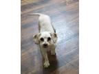 Adopt Lexi cavachon a Cavalier King Charles Spaniel, Bichon Frise