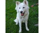 Adopt Miyuki a Shepherd