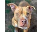 Adopt Meg Ryan -Posha A401 a Pit Bull Terrier