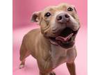 Adopt Meg Ryan -Posha A401 a Pit Bull Terrier