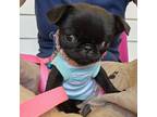 Adopt Polly Pocket a Pug