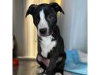 Adopt Raine a Border Collie