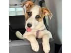 Adopt Margie A318 a Parson Russell Terrier