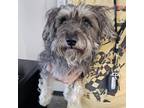 Adopt Ivy a Norfolk Terrier, Mixed Breed
