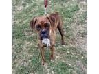 Adopt Lacey a Boxer