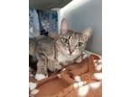 Adopt Kiwi a Domestic Short Hair