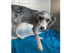 Adopt Punky a Australian Shepherd, Poodle