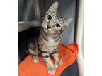 Adopt Skye a Extra-Toes Cat / Hemingway Polydactyl