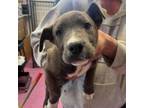 Adopt Octavia a Pit Bull Terrier