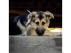 Adopt Violet #4 a German Shepherd Dog, Husky