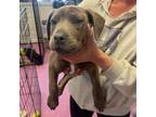 Adopt Lavender (Lavender Collar) a Pit Bull Terrier