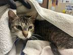 Adopt Fantom a Domestic Short Hair