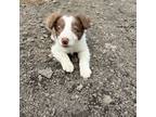 Border Collie Puppy for sale in Appleton, NY, USA